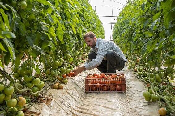 זן העגבנייה החדש "לנסור" // צילום: זרעים גדרה-סינג'נטה